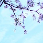 横浜　元町　厳島神社　桜