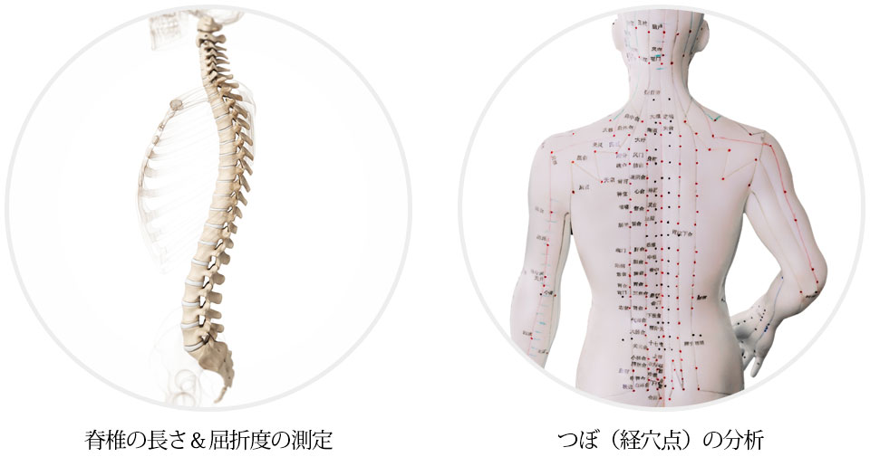脊椎の長さ＆屈折度の測定　つぼ（経穴点）の分析